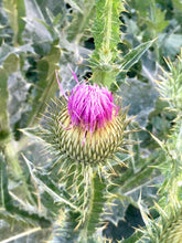 Load image into Gallery viewer, Thistle Print