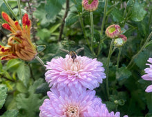 Load image into Gallery viewer, Bee In Flowers Print
